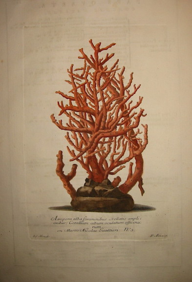 Gualtieri Niccolò (1688-1744) Acropora alba foraminibus stellatis amplioribus: Corallum album oculatum officinarum... 1742 Firenze